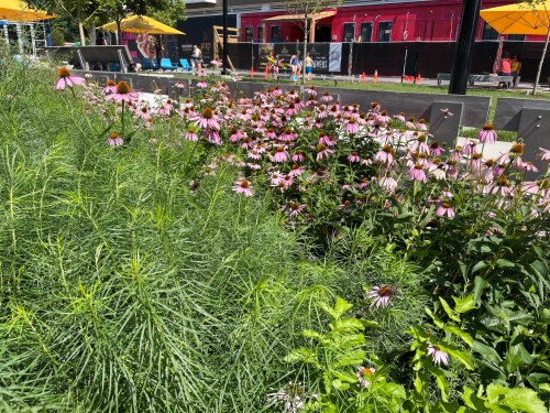 A vibrant garden with pink coneflowers and lush greenery, set against a sunny park with people and colorful umbrellas.
