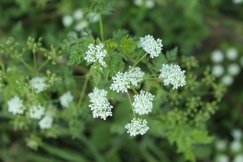 A cluster of small white flowers surrounded by green foliage.