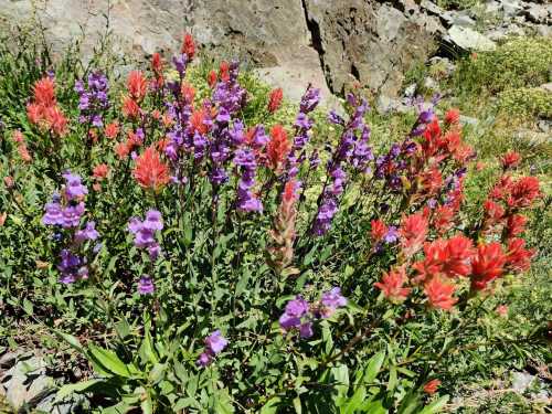 A vibrant display of red and purple wildflowers growing among rocks in a sunny outdoor setting.