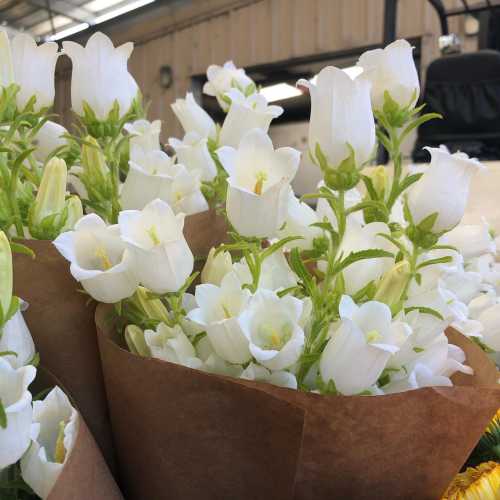 A close-up of white flowers in brown paper wrapping, arranged beautifully in a bright, sunny setting.