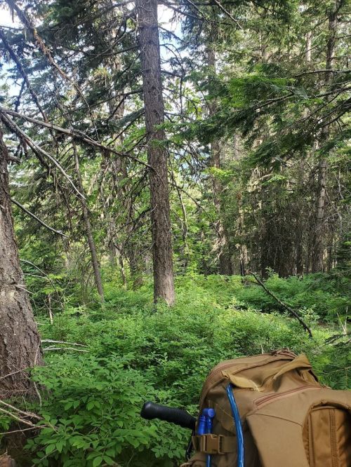 A dense forest scene with tall trees and lush greenery, featuring a brown backpack in the foreground.