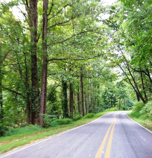 A winding road surrounded by lush green trees and foliage on both sides.