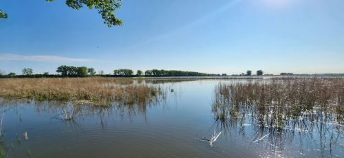A serene wetland scene with tall grasses and calm water under a clear blue sky. Trees line the horizon.