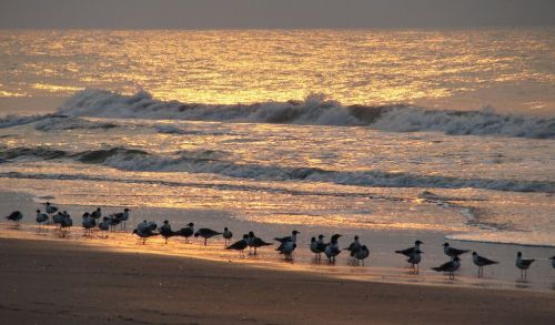 Seagulls standing on a sandy beach at sunset, with gentle waves and shimmering water in the background.