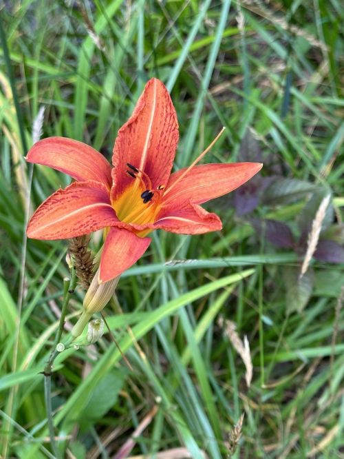 A vibrant orange lily blooms among green grass and plants, showcasing its striking petals and delicate details.