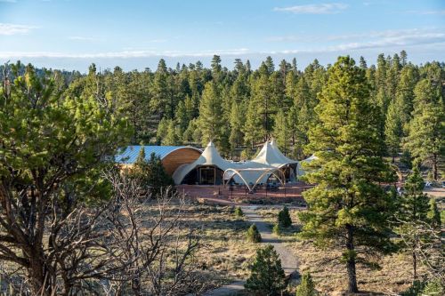 A modern building with a unique design nestled among tall pine trees in a forested area.