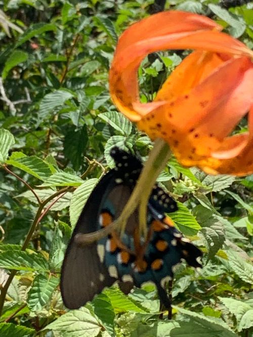 A butterfly with blue and orange patterns perched near an orange flower amidst green foliage.