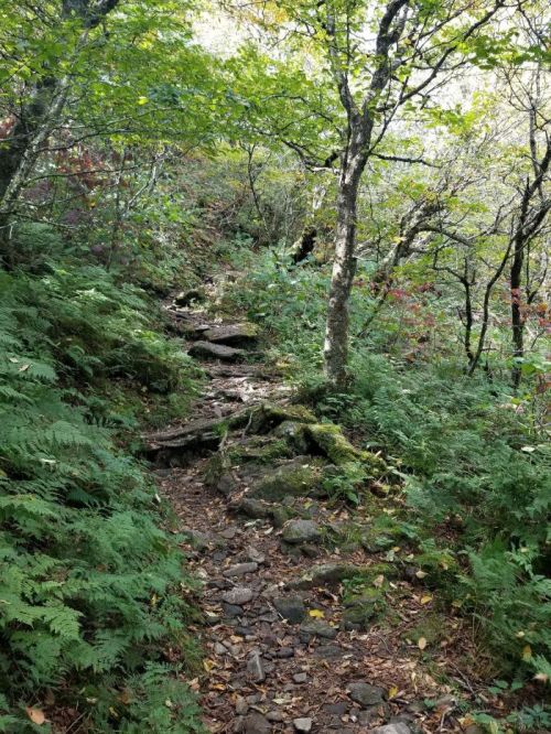 A rocky trail winding through a lush, green forest with trees and ferns on either side.