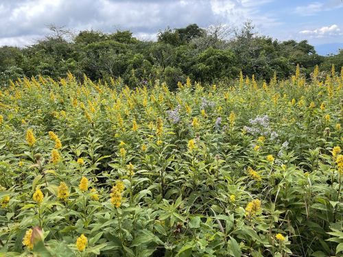 A vibrant field of yellow and purple flowers under a cloudy sky, surrounded by lush greenery.