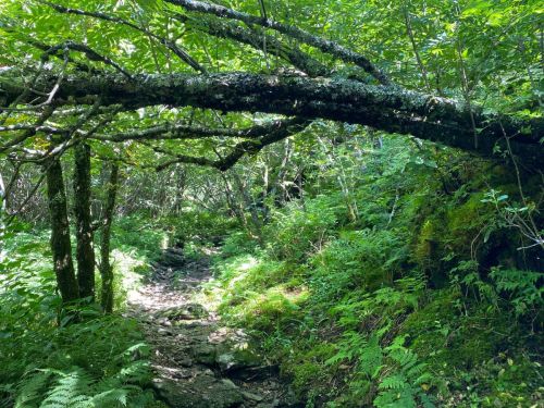 A lush, green forest path with a moss-covered tree arching over rocky ground, surrounded by ferns and dense foliage.