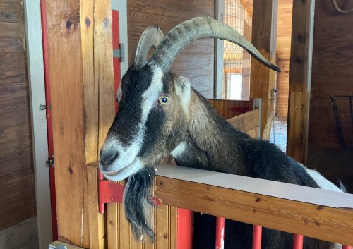 A close-up of a goat with long horns, resting its head on a wooden fence in a barn.