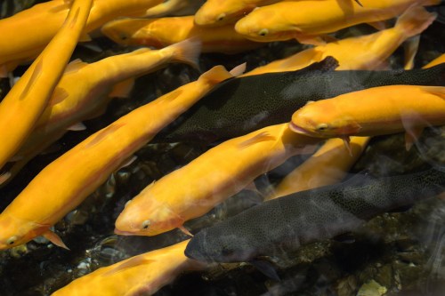 A group of yellow and black fish swimming together in clear water.