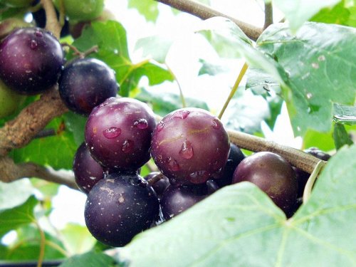 Close-up of purple grapes on a vine, glistening with water droplets among green leaves.