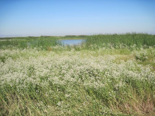 A serene landscape featuring a pond surrounded by tall grasses and blooming white wildflowers under a clear blue sky.