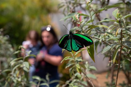 A vibrant green and black butterfly perched on a plant, with a blurred figure holding a child in the background.