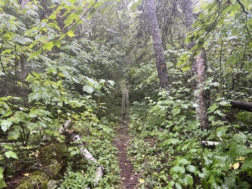 A narrow, overgrown trail winding through a dense, green forest with lush foliage and trees.
