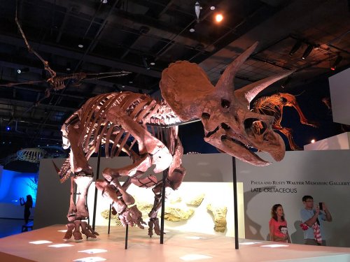 A large dinosaur skeleton on display in a museum, with visitors observing in the background.
