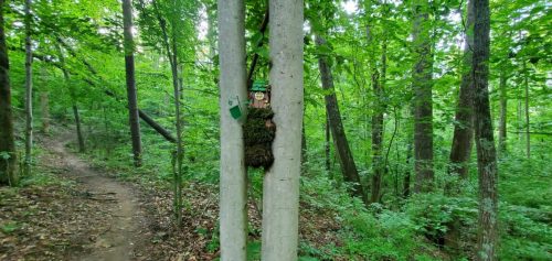 A camouflaged figure blends into trees in a lush green forest, with a dirt path visible in the background.