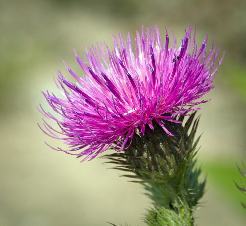 A close-up of a vibrant purple thistle flower with spiky petals against a blurred background.