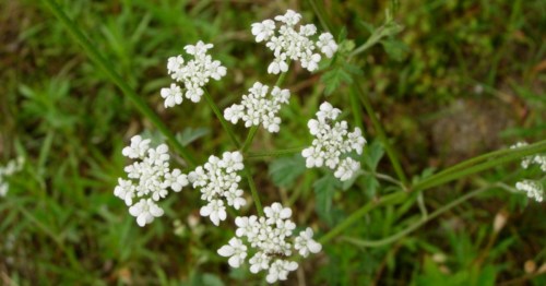 Close up of poison hemlock, which looks like Queen Anne's Lace, small white flowers.