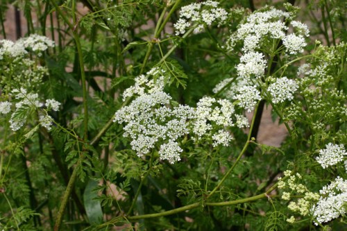 A close-up of delicate white flowers clustered among green foliage.