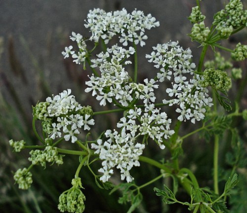 A cluster of small white flowers with green buds, surrounded by green foliage.
