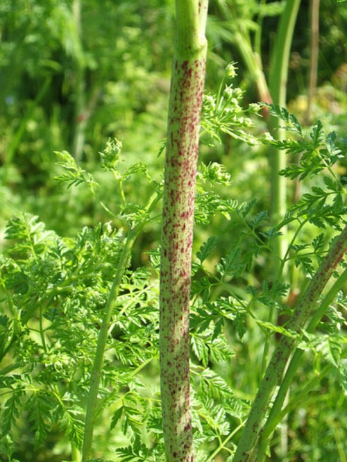 A close-up of a tall, green plant stem with reddish spots, surrounded by lush green foliage.