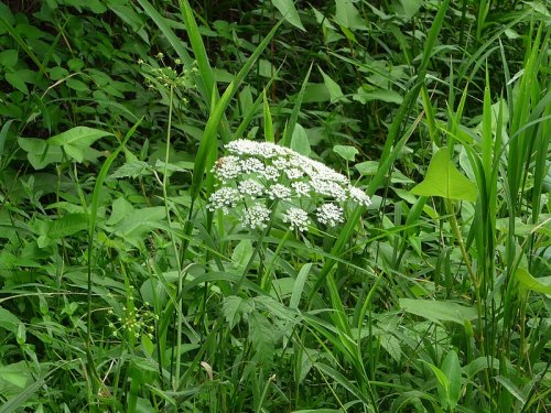 A cluster of white flowers surrounded by lush green grass and foliage.