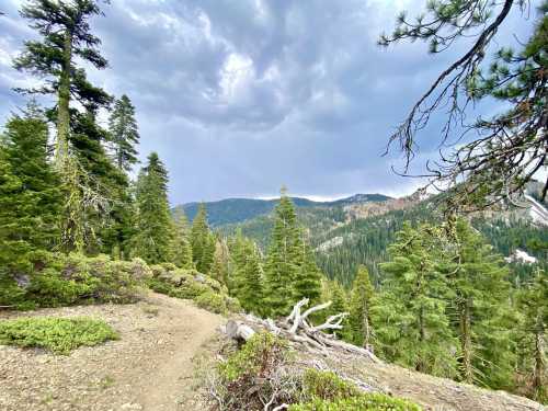 A winding trail through lush green trees, with a dramatic sky and distant mountains in the background.