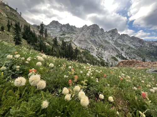 A scenic mountain landscape with vibrant wildflowers in the foreground and rugged peaks in the background under a cloudy sky.