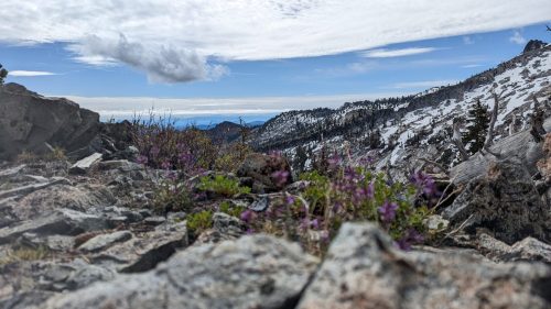 A rocky landscape with purple wildflowers, snow-capped mountains, and a cloudy sky in the background.