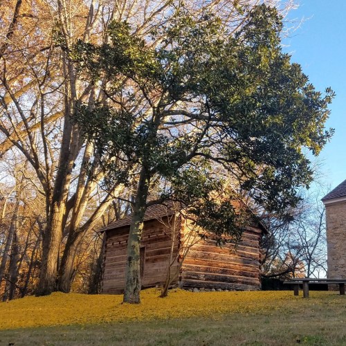 A rustic wooden shed surrounded by vibrant yellow leaves and tall trees in a serene outdoor setting.