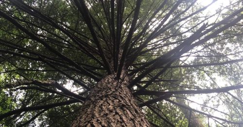 A tall tree viewed from below, showcasing its wide branches and dense green foliage against a bright sky.