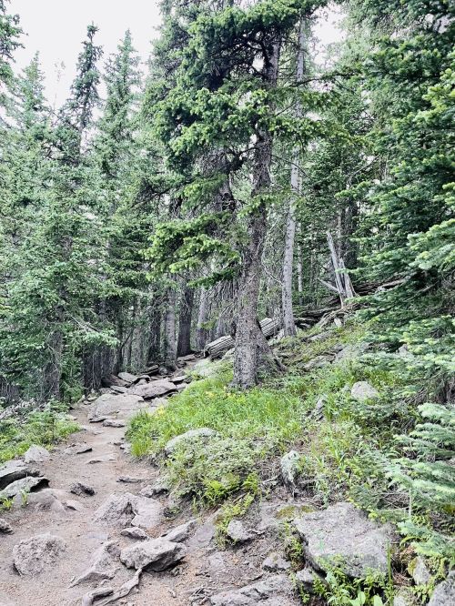A rocky trail winds through a dense forest of tall green trees and lush undergrowth.