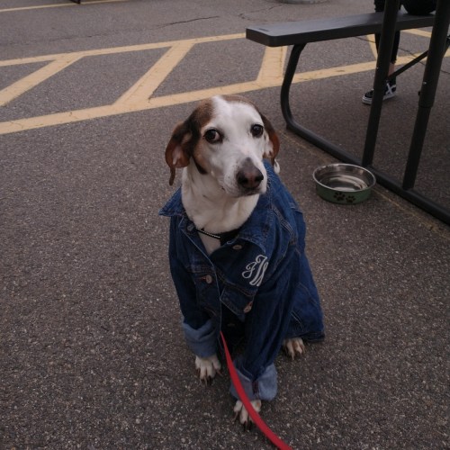 A dog wearing a denim jacket sits on pavement, looking curiously at the camera. A water bowl is nearby.