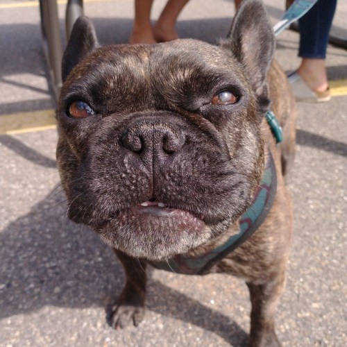 A close-up of a brown French Bulldog with a curious expression, wearing a green harness.