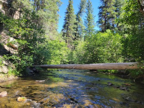 A serene forest scene with a fallen log over a clear stream, surrounded by lush greenery and tall trees.