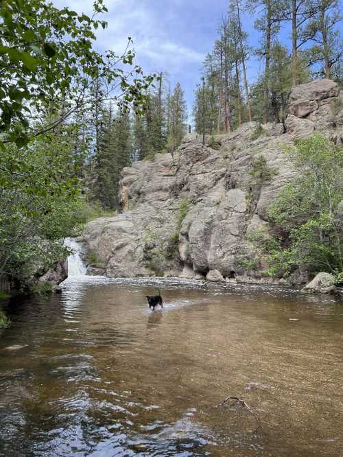 A black dog wades in a shallow stream near a rocky landscape and a waterfall, surrounded by trees and greenery.