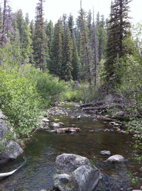 A serene forest scene featuring a clear stream flowing through rocky terrain, surrounded by lush green trees and shrubs.