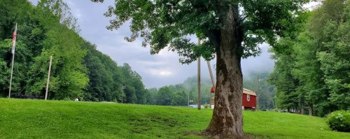 A large tree stands in a grassy area, surrounded by lush green woods and a cloudy sky in the background.