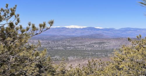 A panoramic view of snow-capped mountains in the distance, framed by green trees under a clear blue sky.
