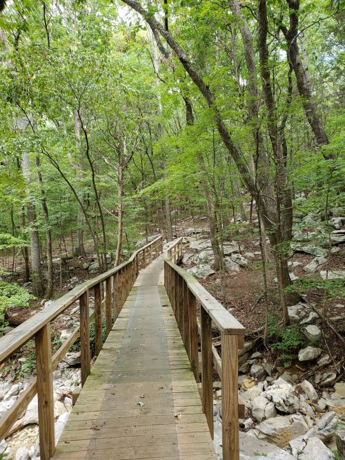 A wooden bridge winding through a lush green forest with trees and rocks lining the path.