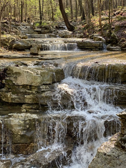 A serene forest scene featuring a cascading stream over rocky terrain, surrounded by lush greenery.