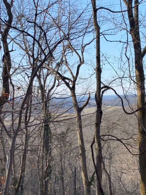 Bare trees against a clear blue sky, with a distant view of rolling hills in the background.