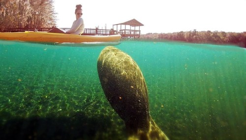 A person in a kayak observes a manatee underwater in a clear, turquoise river.