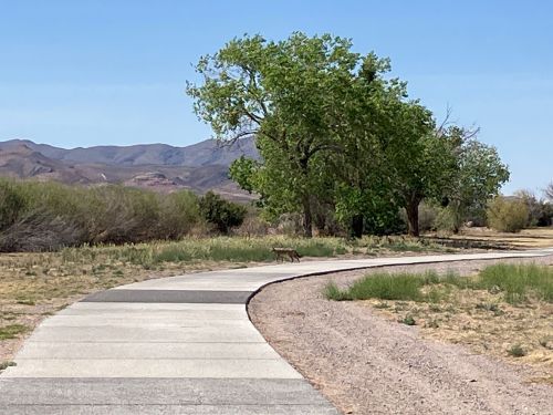 A winding path through a desert landscape with green trees and mountains in the background, featuring a coyote walking.