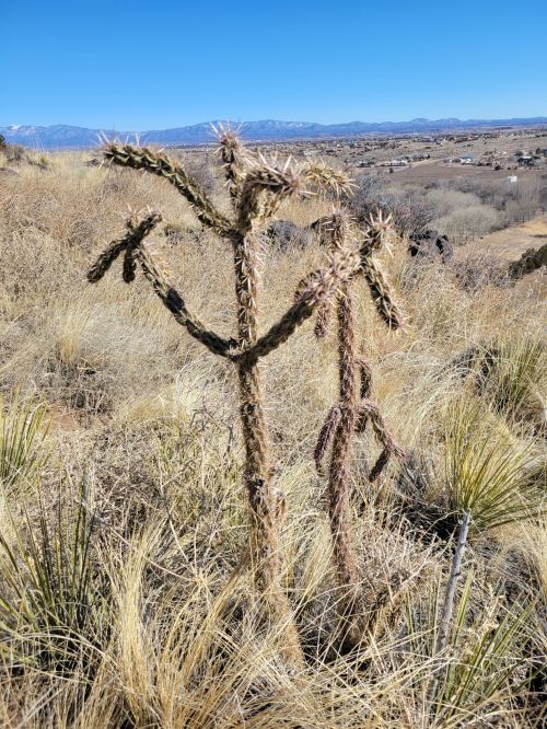 A tall cactus with spiky arms stands in a dry, grassy landscape under a clear blue sky and distant mountains.