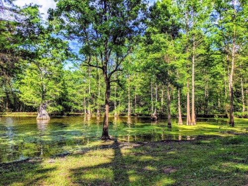 Lush green trees surround a tranquil swamp, with reflections in the water and patches of sunlight filtering through.