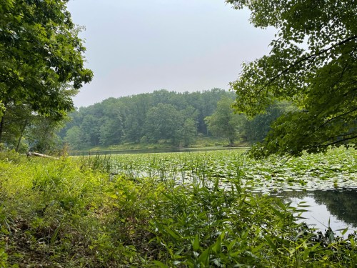 A serene lake surrounded by lush greenery and lily pads, with a misty forested hill in the background.