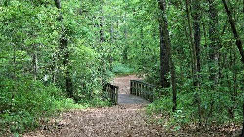 A serene forest path leads to a wooden bridge surrounded by lush green trees and foliage.